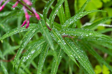 Obraz premium Fresh green grass with dew drops close up. Water driops on the fresh grass after rain. Light morning dew on the grass