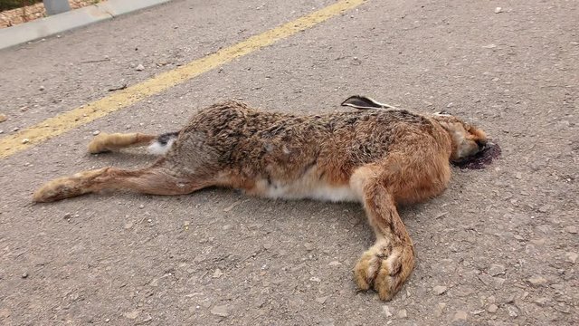 Dead rabbit on asphalt tarmac roadkill with ants and ticks