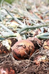 収穫した玉ねぎ