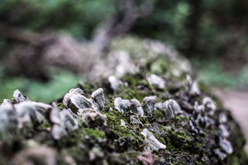 nature, moss, green, forest, rock, plant, tree, grass, stone, natural, flower, garden, closeup, white, macro, summer, spring, fresh, wood, leaf, water, flowers