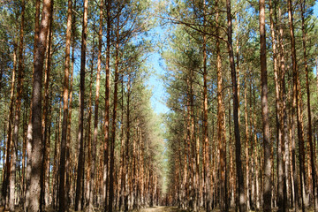  inside  pine tree forest - coniferous trees