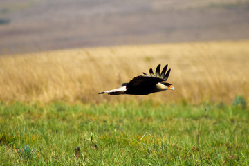 Wildlife