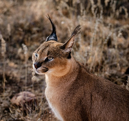 Caracal cat scans his surroundings