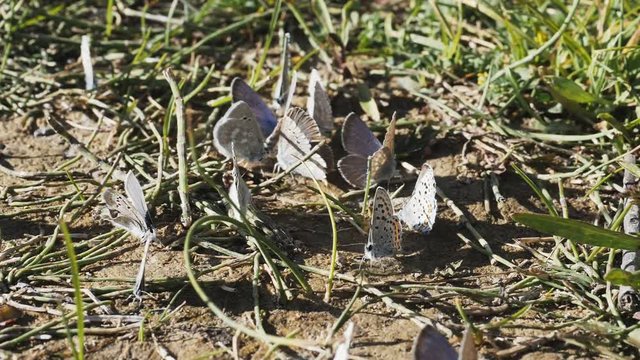 180p slow motion shot of lupine blue butterflies in grand teton national park in the united states