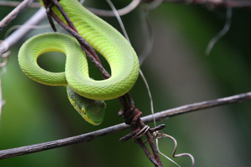 Snake green tree animal wildlife holding on the old Barbed Wire