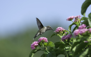 Late Morning Lantana