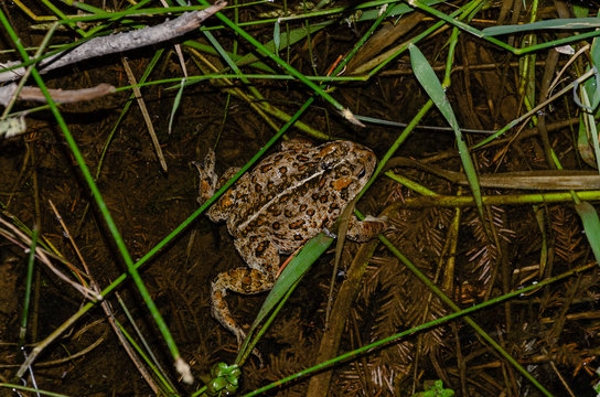 Western Toad in the Colville National Forest
