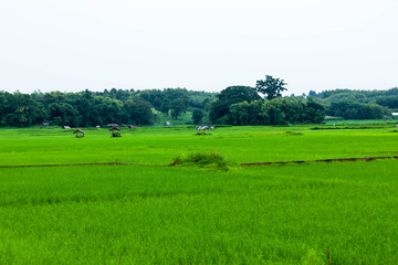 Fototapeta premium Jasmine Rice Field