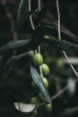 Olive Branch