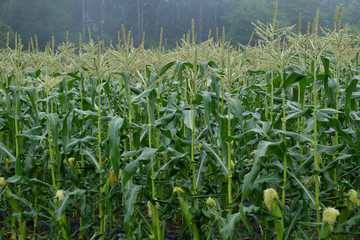 Obraz premium トウモロコシ畑