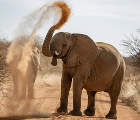 Fototapeta na wymiar Elephant throws dirt onto its back
