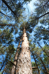 tree trunk - looking up in pine tree forest