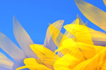 The petals of a sunflower on a blue background. Yellow petals of the plant on the blue sky. Triple...