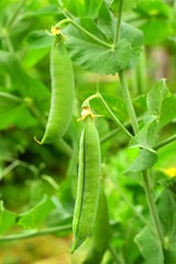 Obraz premium Pea pods in the ripening process. Peas (lat. Pisum) is a genus of annual and perennial herbaceous plants of the Legume family (Fabaceae). Macro. Closeup.