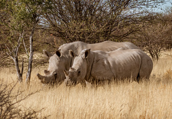 Two white rhinoceros stand together in short dry grass