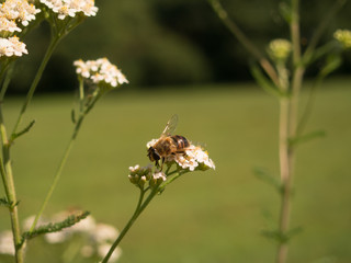 beautiful flowers in the grass