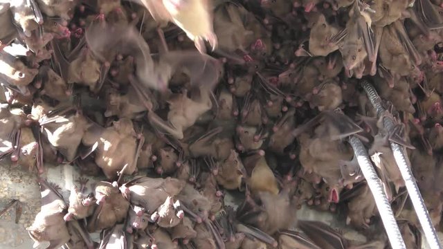 Fruit bats find shelter in the rubble