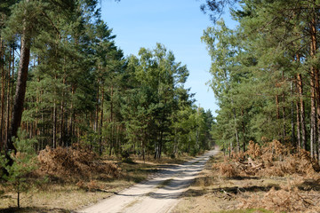 Fototapeta na wymiar forest clearing road in coniferous tree forest -