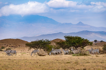 A herd of Zebras in Serengeti National Park,Tanzania.