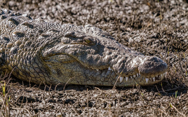 Fototapeta premium Close-up of the head of a crocodile laying on a river bank