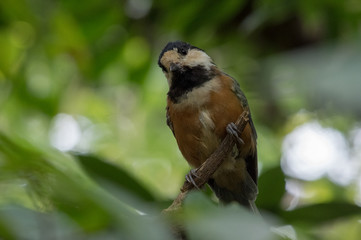 森の中のヤマゲラ