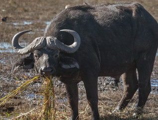 Cape buffalo eats hippo grass from a marsh