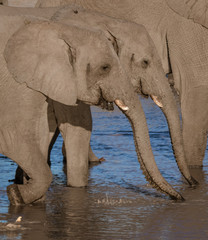 Family of elephants all drink from a local watering hole