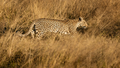 Leopard walks in short dry grass, stalking his prey
