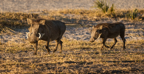 Two warthogs trot along the nearly barrent ground