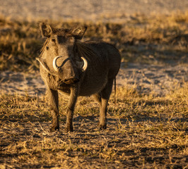 A single warthog looks at the photographer