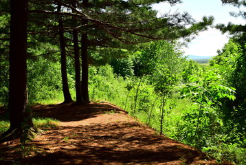 In the shade of coniferous trees. Clearing with cedars. The ground under the trees is covered with pine needles. Around coniferous-larch forest.