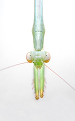 Macro Photo of Head of Praying Mantis Isolated on White Background