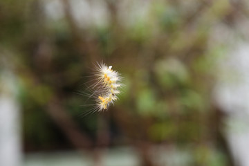 Butterfly Caterpillar has furry throughout the body with white  and yellow stripes , Larvae of insect floating in the air by its fiber
