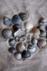 Wattenmeer, Herzmuscheln, Umweltschutz