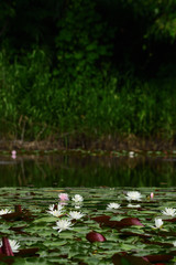 Water lily in a pond.