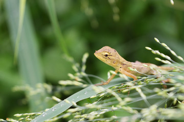 Thai baby chameleon on leaf in the field with natural green background , Reptiles in the nature of the tropics , Thailand
