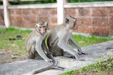 Long-tailed macaque