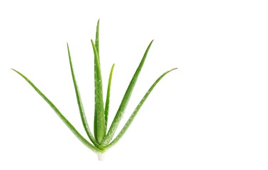 Aloe vera isolated on white background.