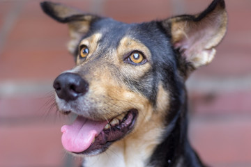 beautiful dog with beautiful eyes