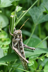 Bombay Locust on tree with natural green background, Brown pattern on the body of a plant-eating insect , Thailand
