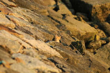 A little  kitten in the sunset