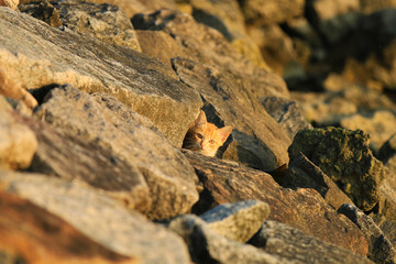 A little  kitten in the sunset