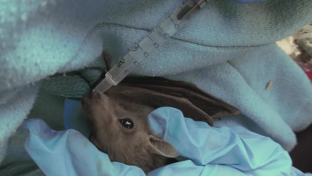 Fruit bat in bat sanctuary gets food and water