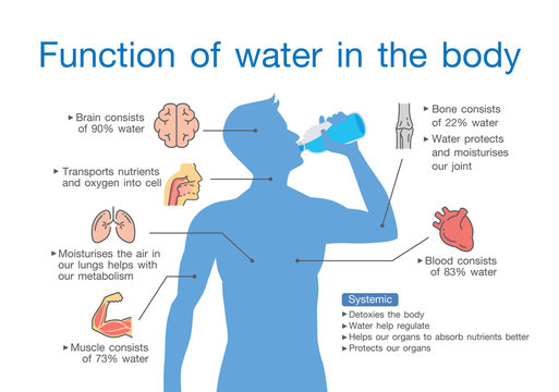 Function of water in the human body. Illustration about medical and anatomy.