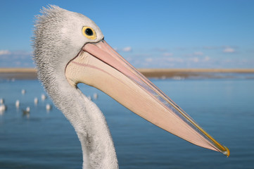 Pelican Head