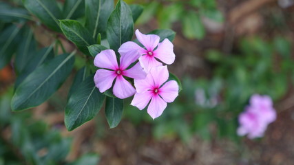 small pink flower in a garden