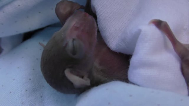 Baby fruit bat in triage after habitat was demolished