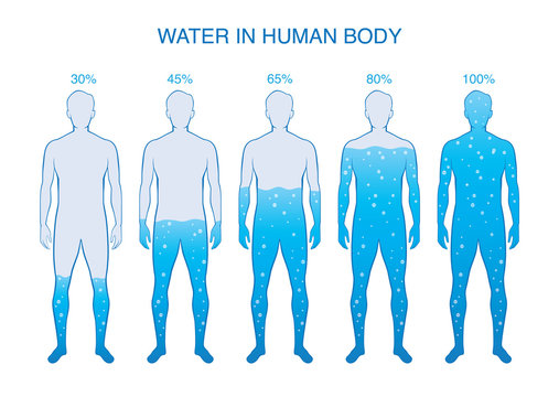 Difference percentage of water in the human body. Illustration about composition of human anatomy.