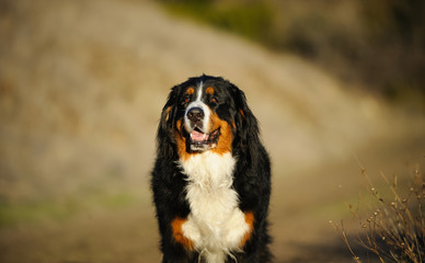 Bernese Mountain Dog outdoor portrait against natural background