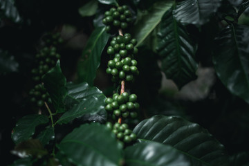 Wild coffee Arabica Dark green coffee In nature - obrazy, fototapety, plakaty